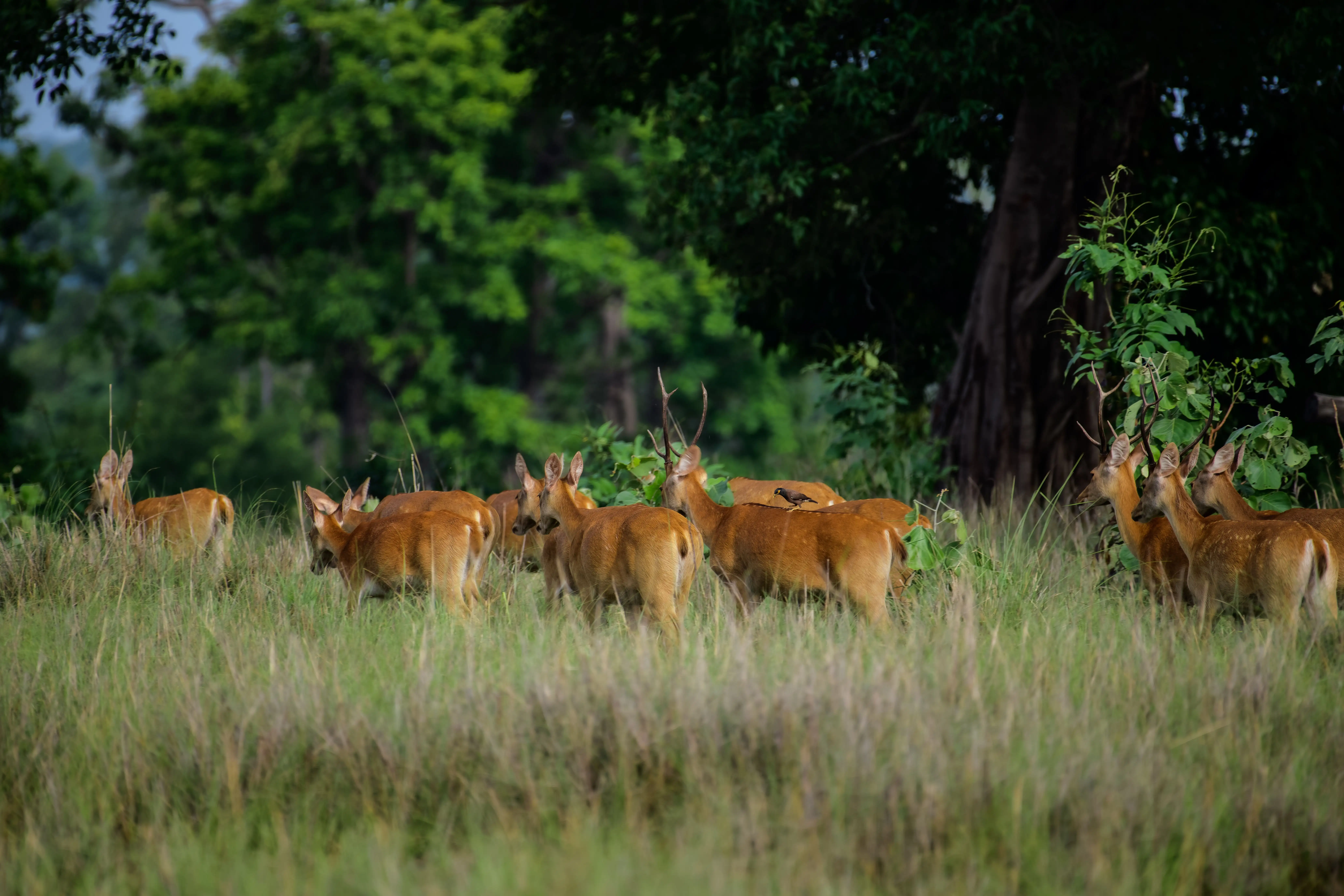 Hard-ground Barasingha Deer