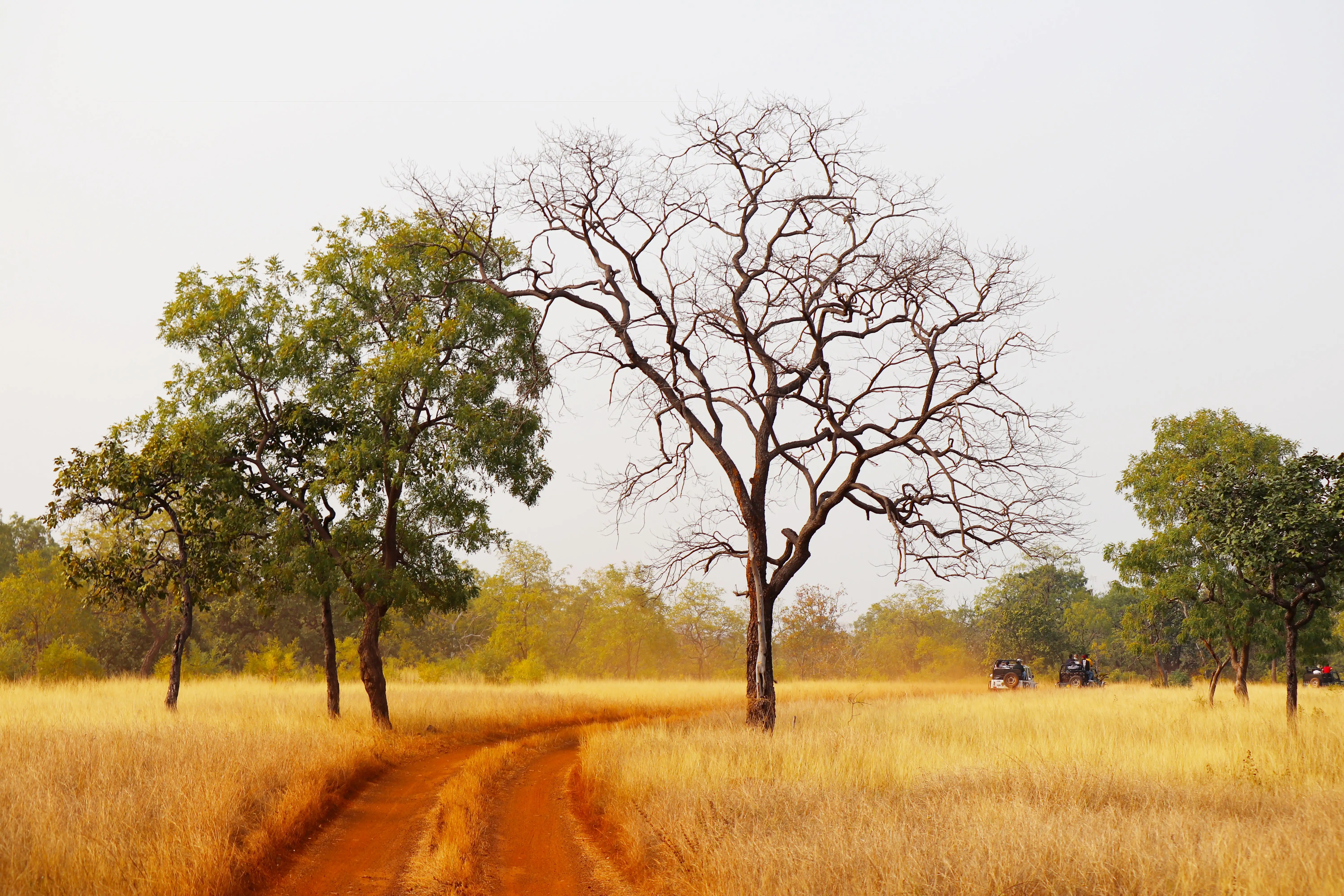 Safari in Kanha
